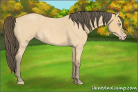Horse Color:Amber Cream Champagne Roan