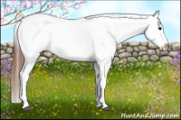 Horse Color:Black Splash Appaloosa 