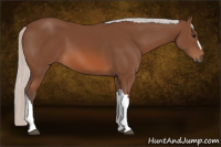 Horse Color:Silver Bay