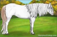 Horse Color:Bay Roan Splash Appaloosa 