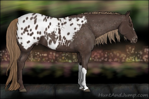 Horse Color: Liver Chestnut Blanket 