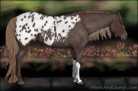 Horse Color:Liver Chestnut Appaloosa 