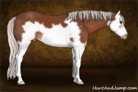 Horse Color:Silver Bay Splash Frame