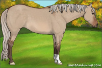 Horse Color:Silver Bay Dun 