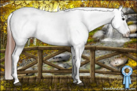 Horse Color:Brown Appaloosa 