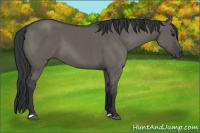 Horse Color:Brown Dun 