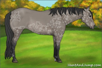 Horse Color:Grullo Ice 