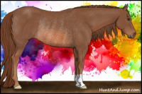 Horse Color:Liver Chestnut Rabicano