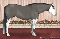 Horse Color:Brown Dun Splash