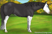 Horse Color:Smoky Black Splash 