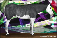 Horse Color:Black Splash Rabicano 