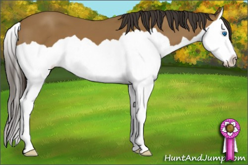 Horse Color: Buckskin Splash 