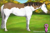 Horse Color:Buckskin Splash 
