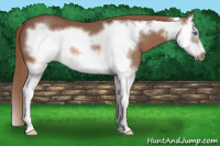 Horse Color:Liver Chestnut Splash Frame Rabicano 