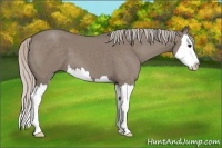 Horse Color:Silver Grullo Sabino Splash