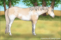 Horse Color:White Spotted Palomino Pearl Frame 