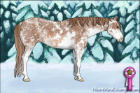 Horse Color:Chestnut Ice Sabino 