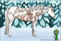 Horse Color:Silver Bay Ice Sabino Rabicano 