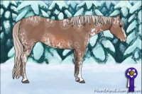 Horse Color:Silver Bay Ice Sabino Rabicano 