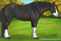 Horse Color:Smoky Black Splash