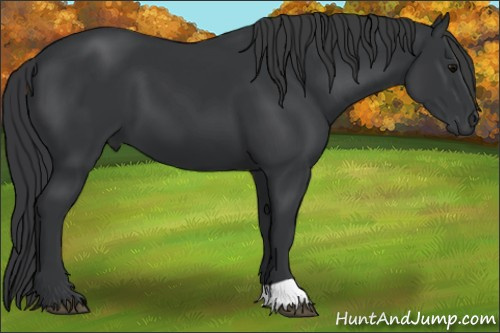 Horse Color: Black 