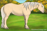 Horse Color:Gold Cream Champagne 