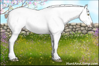Horse Color:Gold Champagne Appaloosa 