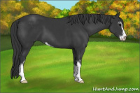 Horse Color:Black Sabino 