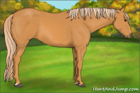 Horse Color:Palomino 