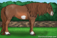 Horse Color:Liver Chestnut Frame 