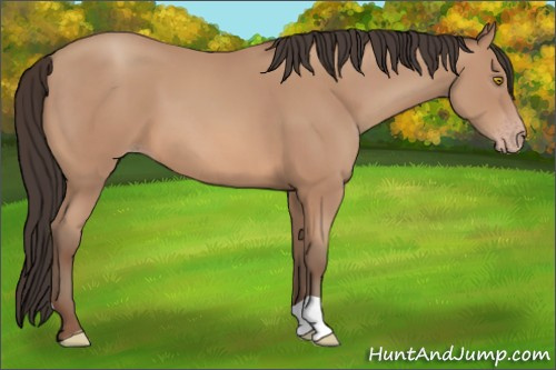 Horse Color: Amber Champagne 