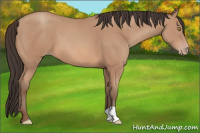 Horse Color:Amber Champagne