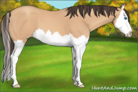 Horse Color:Amber Champagne Splash