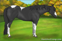 Horse Color:Black Tobiano 