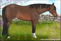 Horse Color:Bay 