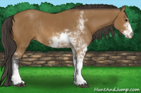 Horse Color:Buckskin Sabino Rabicano 