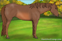 Horse Color:Liver Chestnut 