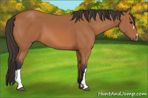 Horse Color: Unknown 