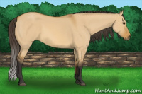 Horse Color:Buckskin Dun 