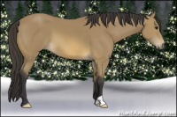 Horse Color:Buckskin 