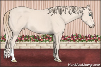 Horse Color:Perlino 
