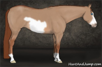 Horse Color:Liver Red Dun Frame
