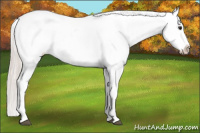 Horse Color:White Spotted Silver Bay Tobiano Appaloosa 