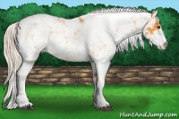 Horse Color:Palomino Sabino 