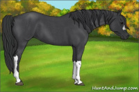 Horse Color:Blue Roan 