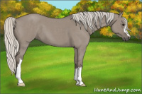 Horse Color:Silver Smoky Grullo Roan 