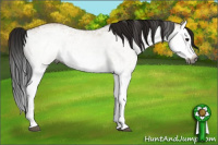 Horse Color:Gray White Spotted Bay Dun Splash 