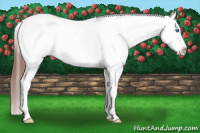 Horse Color:Black Splash Appaloosa 