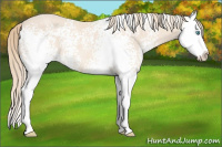 Horse Color:White Spotted Perlino Splash Rabicano 