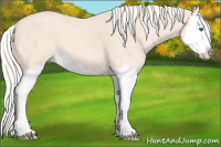 Horse Color:Cremello Splash